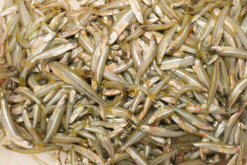 Hundreds of smelt fish