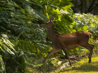 Biche, reine des forêts