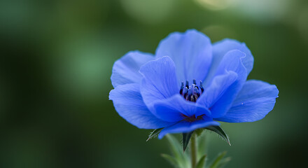 A vibrant blue flower with detailed petals and a soft focus background.