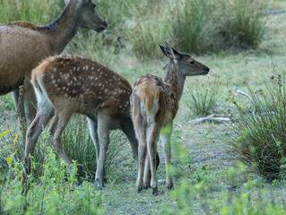 2 faons dans les herbes