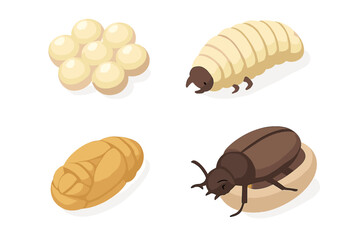 Beetle life cycle vector icon set in isometric style. Insect metamorphosis infographic showing development stages: egg, larva, grub, pupa, cocoon, and adult insect.