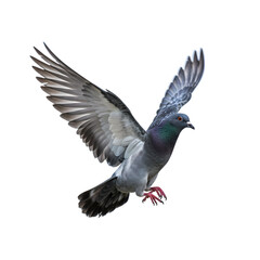 Powerful Pigeon in Flight: A Majestic Bird in Motion