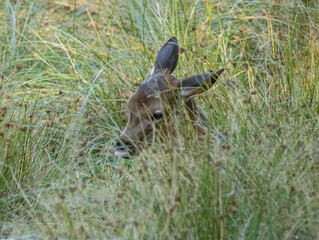 faon, bambi des forêts