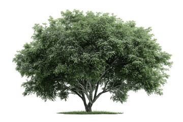 A Lush, Full-Leafed Deciduous Tree in Full Bloom