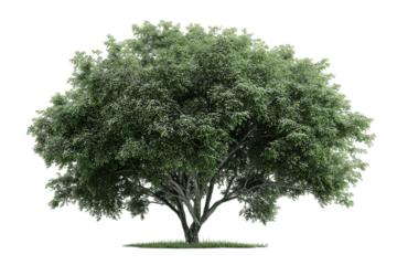 A Lush, Full-Leafed Deciduous Tree in Full Bloom