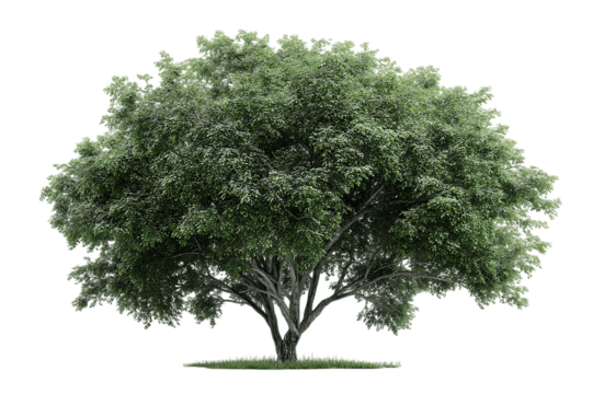 A Lush, Full-Leafed Deciduous Tree in Full Bloom