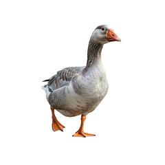 Domestic Goose: A Detailed Photograph