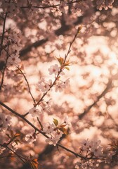 White and Pink Cherry Blossoms in Soft Warm Sunlight