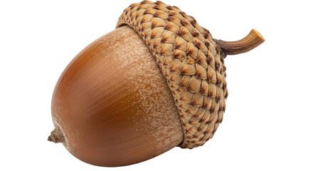 Isolated Acorn