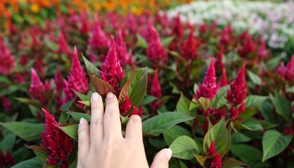 Hand gently touching vibrant crimson flowers in a garden