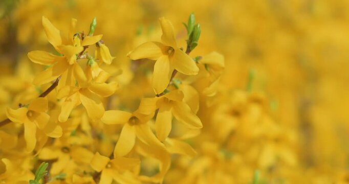 Forsythia flowers bloom in spring