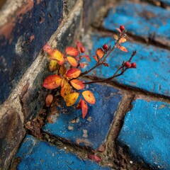 Fototapeta premium Small plant with colorful leaves grows between aged bricks