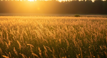 Fototapeta premium Golden Sunset over a Serene Grass Field