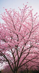 Vibrant pink cherry blossoms burst into bloom creating a breathtaking natural spectacle of spring.