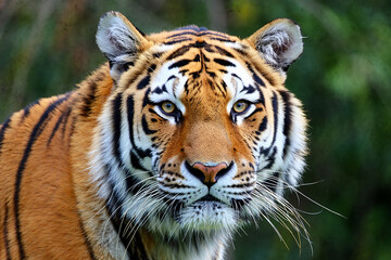 Fototapeta premium beautiful bengal tiger with lush green habitat background