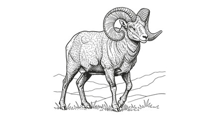 Line Art Vector SVG Illustration of a Ram with Curved Horns in Minimalist Black and White Style for Wildlife and Nature Design