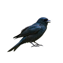 Fototapeta premium Blackbird: Stunning Avian Photography - Detailed Bird Pictures