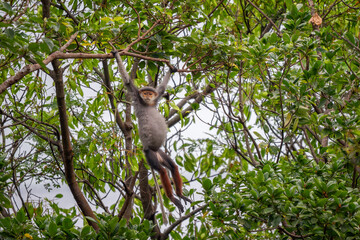 Red-shanked Douc Langur - Pygathrix nemaeus, beautiful unique colored primate endemic to tropical forests of Southeast Asia, Son Tra, Vietnam.