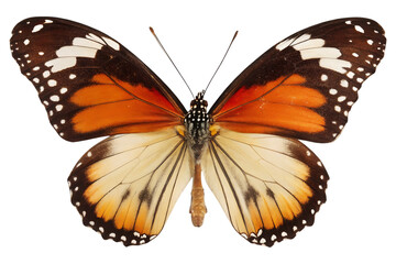 Fototapeta premium High Quality Realistic Butterfly PNG Clip-art.