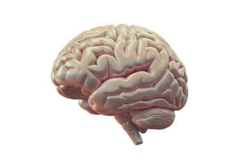 Isolated Textured Human Brain with Cerebellum and Brainstem