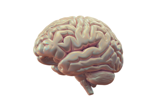 Isolated Textured Human Brain with Cerebellum and Brainstem