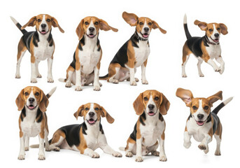 Collection of adorable beagles in various poses and actions