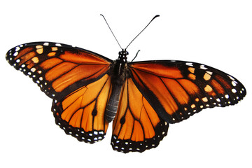 Fototapeta premium Beautiful Butterfly PNG Isolated on Transparent Background.