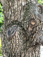 木の表面アップ、街路樹