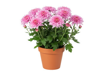 A potted pink chrysanthemum flower with lush green leaves and multiple blooms isolated on transparent background