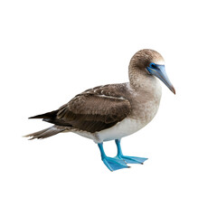 Fototapeta premium Blue-footed Booby: Stunning Bird Photography
