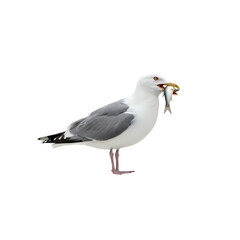 Fototapeta premium Seagull with Fish: A Detailed Photograph