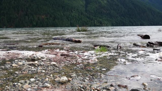 Rocky Shoreline With Driftwood and Clear Water by Forested Mountain Lake