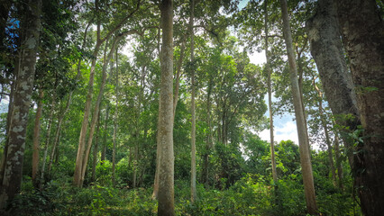 Dense Tropical Forest with Tall Green Trees and Rich Vegetation