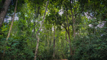 Dense Tropical Forest with Tall Green Trees and Rich Vegetation