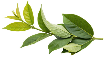 Isolated Fresh Green Leaves Branch