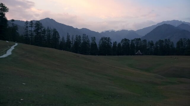 Photo of deodar tree in himalayas, sainj valley, himachal pradesh, india	
