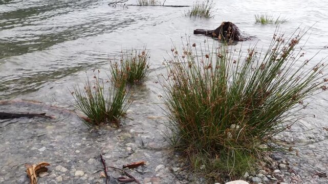 Grassy Reeds and Stumps Along Rocky Lake Shoreline with Gentle Rippling Water