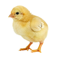 Obraz premium Cute Yellow Chick: Farm Animal Photograph