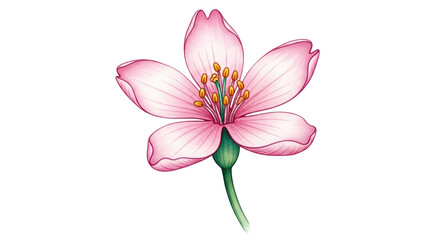 Fototapeta premium Isolated Pink Blossom