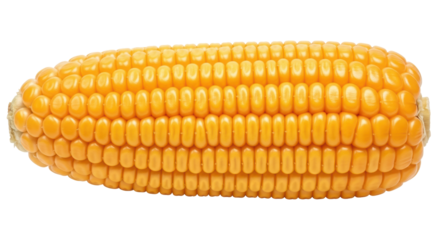 Isolated Ear of Corn