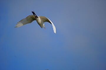 A seagull in flight against the clear blue sky background