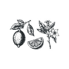 Hand drawn sketch of a ripe lemon fruit slice and blossom on a white background