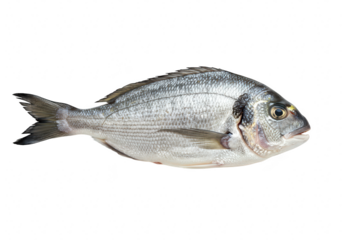 A single fresh sea fish with silver scales, isolated on a transparent background, ready for culinary preparation and healthy eating