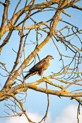 Common buzzard (Buteo buteo) perched on tree branch on blue sky background. A buzzard resting during autumn migration. Bird, animal. Wildlife idea concept. Nature. 