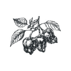 Line drawing of ripe Scotch Bonnet peppers on a vine with leaves