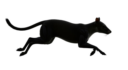 Isolated Black Agouti