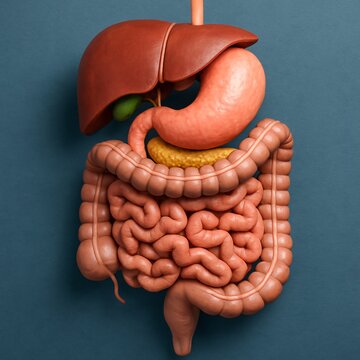 3D Scientific Rendering of Human Stomach and Digestive System with Intestines in High Detail