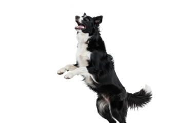 A black and white border collie dog jumping in midair isolated on transparent background