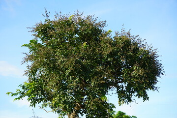 Lagerstroemia floribunda plants fully covered by seeds with blue sky background 