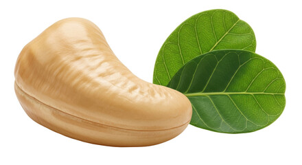Isolated Cashew Nut with Leaves